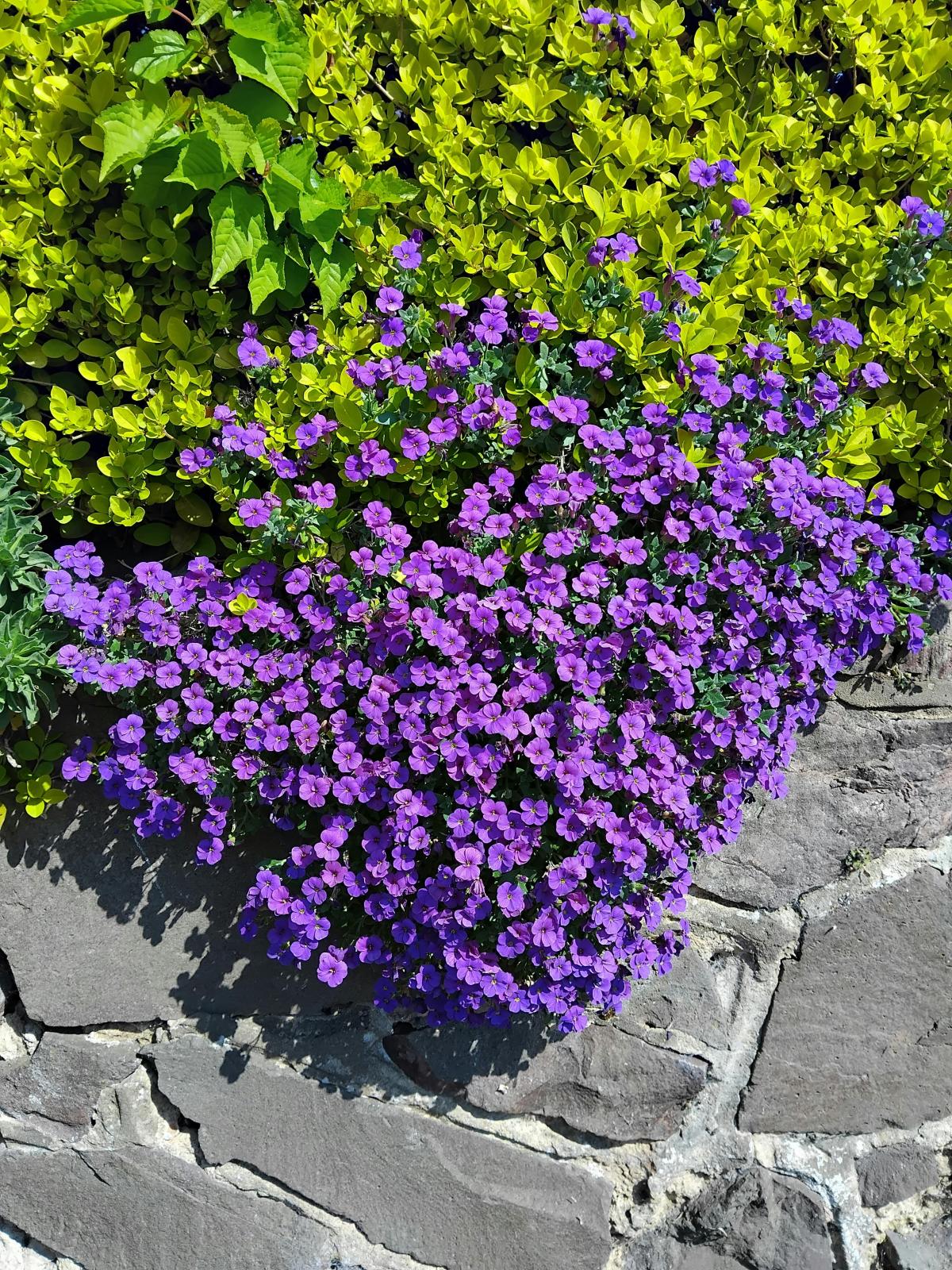 Mitä kukkia istuttaa hautausmaalle / kuva pexels.com