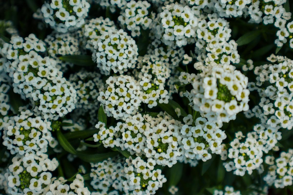 Mitä vaatimattomia perennoja voi istuttaa hautausmaalle / kuva: chrechels.com