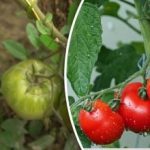 Phytophthora katoaa hetkessä: kaksi kultaista sääntöä loistavaan tomaattisatoon.