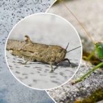 Hyönteistuho on saavuttanut Kiovan: miten erottaa heinäsirkat ja suuret heinäsirkat