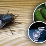 Kärpäset katoavat välittömästi: parhaat luonnolliset korjaustoimenpiteet hyönteisiä vastaan