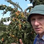 Katkennut oksa: miten puu elvytetään ja sato pelastetaan?