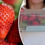 Näin säilytät mansikat tuoreina pidempään: viljelyvinkkejä