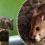 Rotat ja hiiret hajaantuvat ja katoavat ikuisiksi ajoiksi, jos jätät