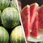 Vesimeloneita, joilla on tämä merkki, ei pidä ostaa: ne ovat